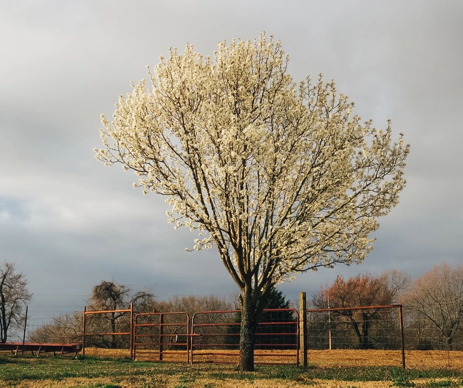 Splitting Bradford Pear in Austin, TX with potential structural instability, signaling a compromised root system or competition for resources.