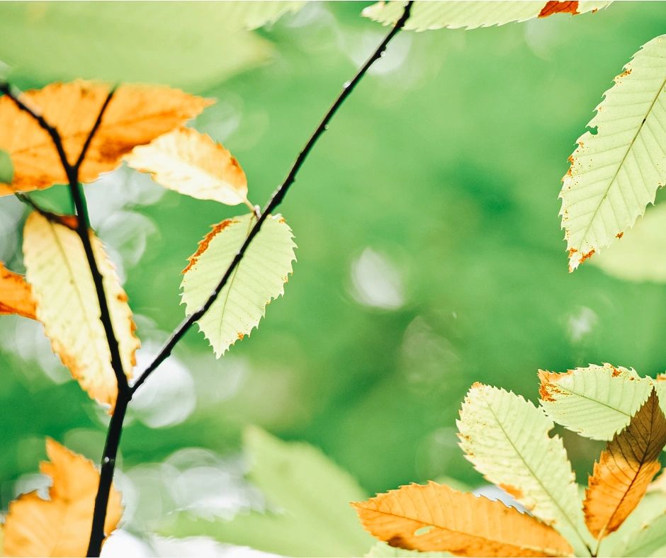  Austin tree with leaves turning yellow and brown in summer, indicating stress and potential tree health issues. Adam's Apple Tree Service can help diagnose and treat your trees.