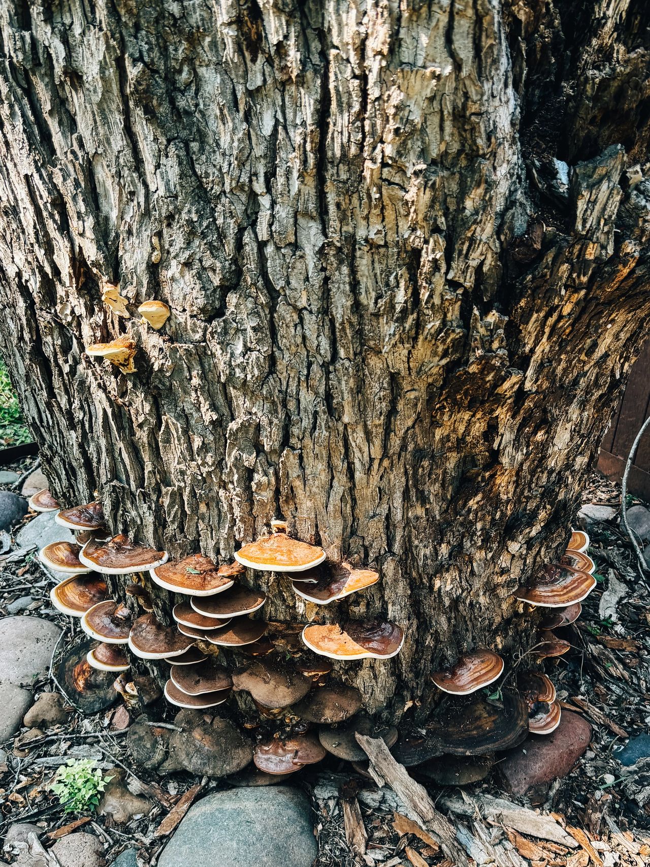  Close-up of butt rot on a tree trunk, a common tree disease in Austin, TX. Tree care experts at Adam's Apple Tree Service can diagnose and treat this issue to prevent further damage.