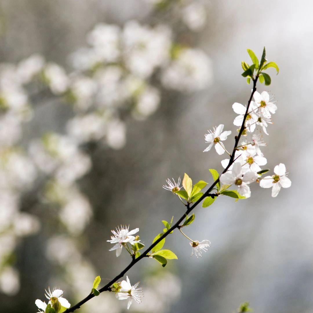Mexican Plum Tree Tree Service Austin 