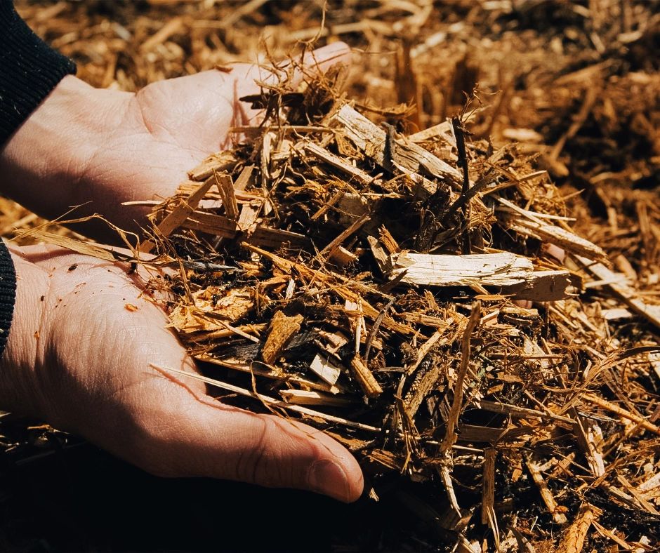 Mulched exposed tree roots in Austin: A simple solution for tree health and protection.