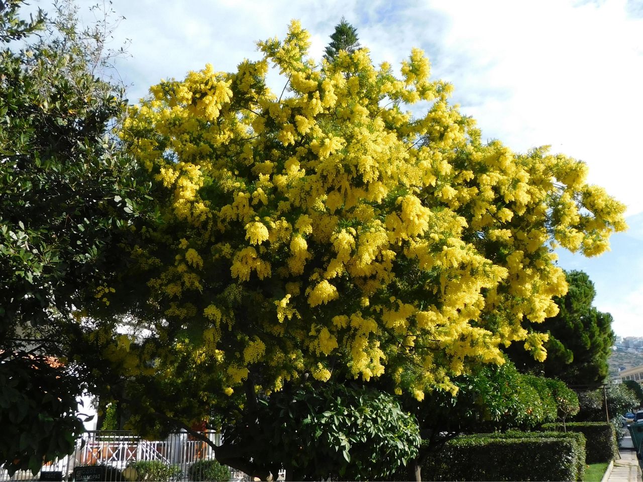 Mimosa Tree Removal Cedar Park Texas 