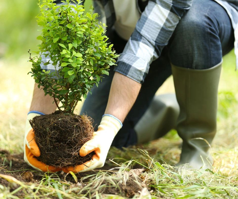 diy tree planting from tree service Austin
