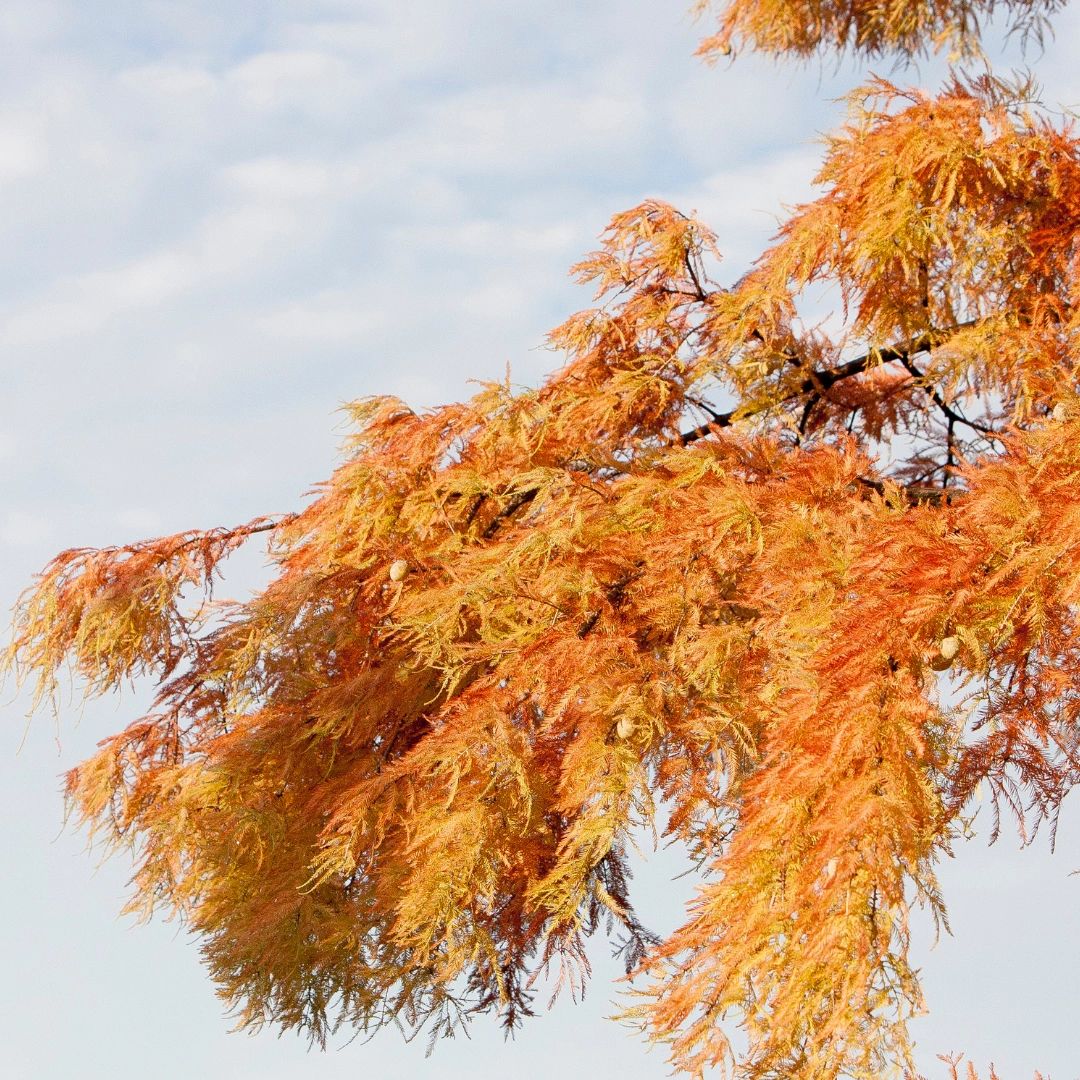 bald cypress tree service Austin