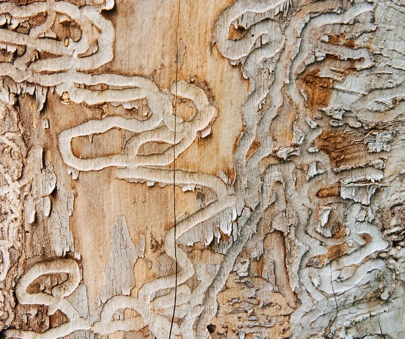 Tree care expert in Austin, TX examining leaves for signs of insect infestation, such as holes, sawdust trails, or the presence of pests.