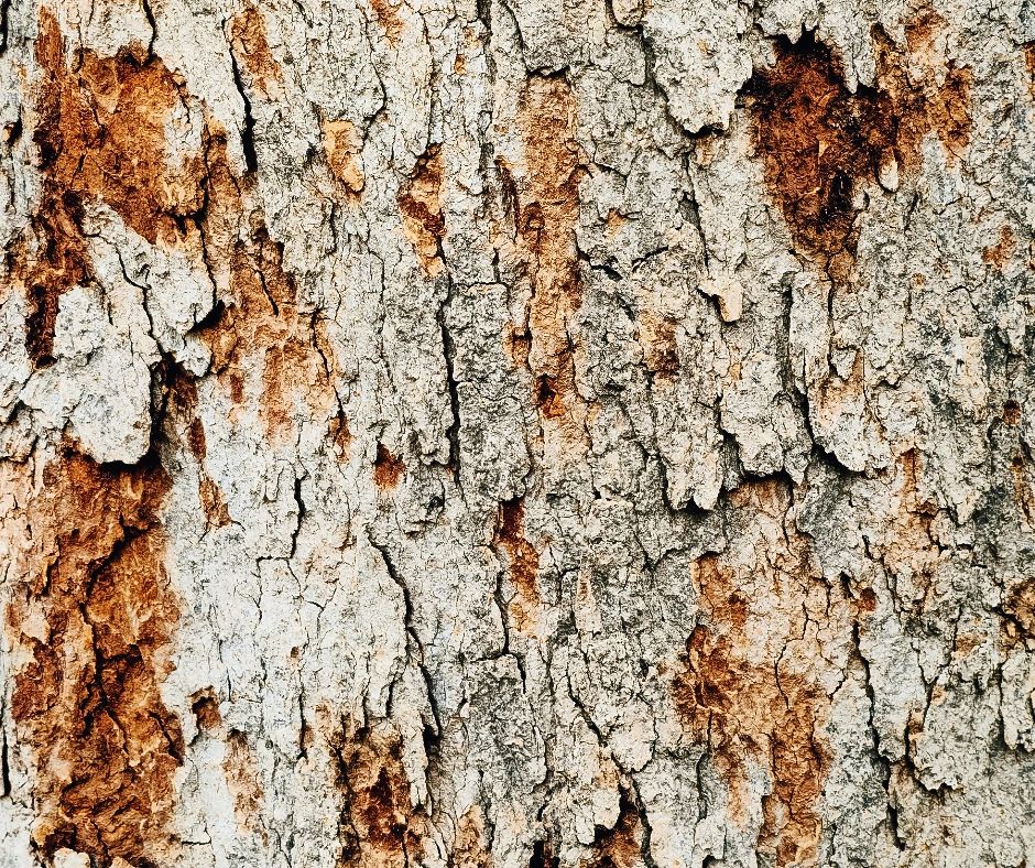 Close-up of tree bark abnormalities: cracks, splits, and peeling bark, signaling potential tree distress. Austin tree care experts at Adam's Apple Tree Service can assess and address tree health issues.