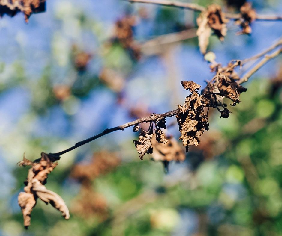 Close-up image of a tree branch with dying leaves and bare twigs, a sign of tree distress called branch dieback. Tree care services in Austin, TX, can diagnose and address this issue.