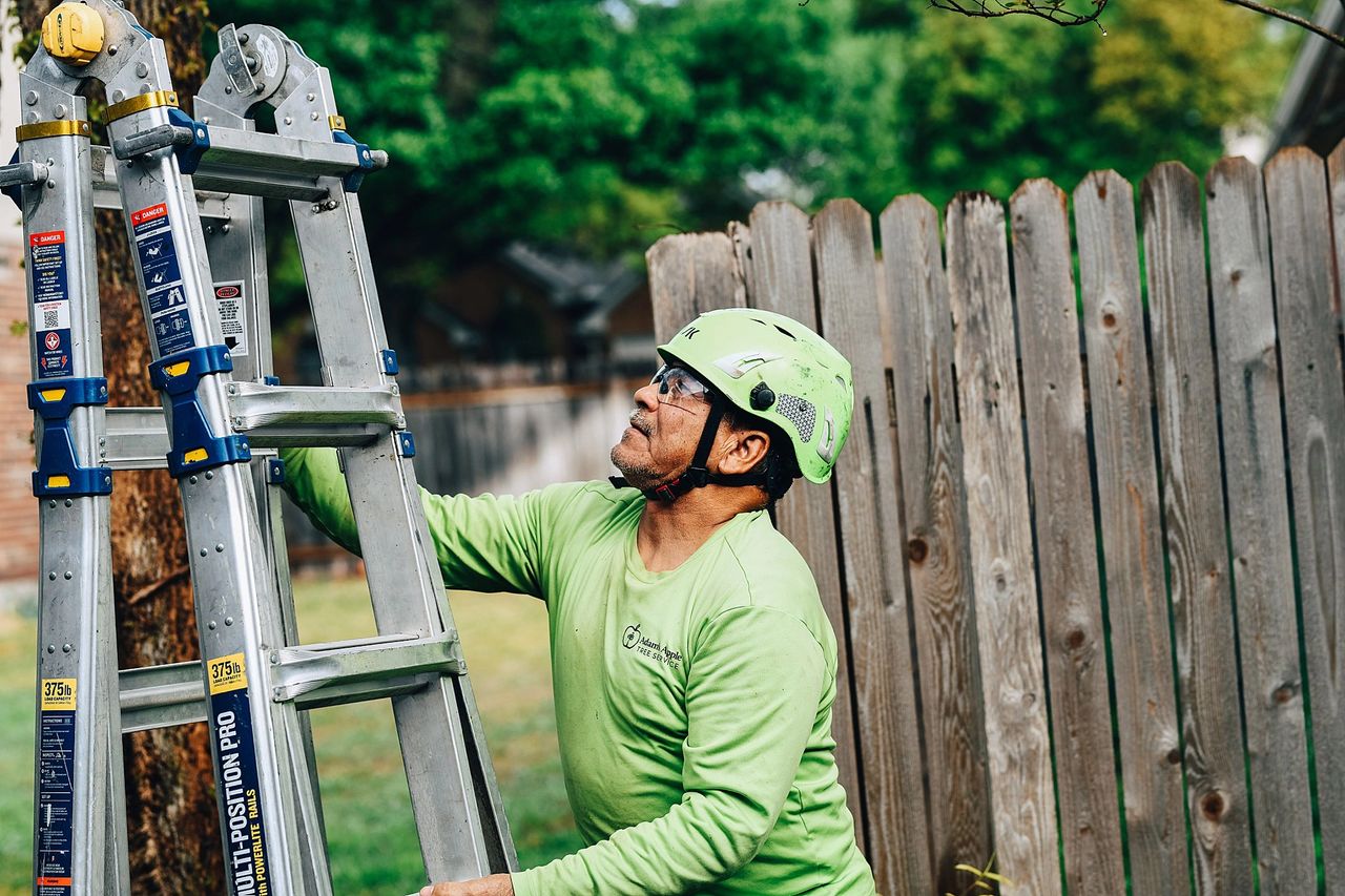 tree service working in Austin TX
