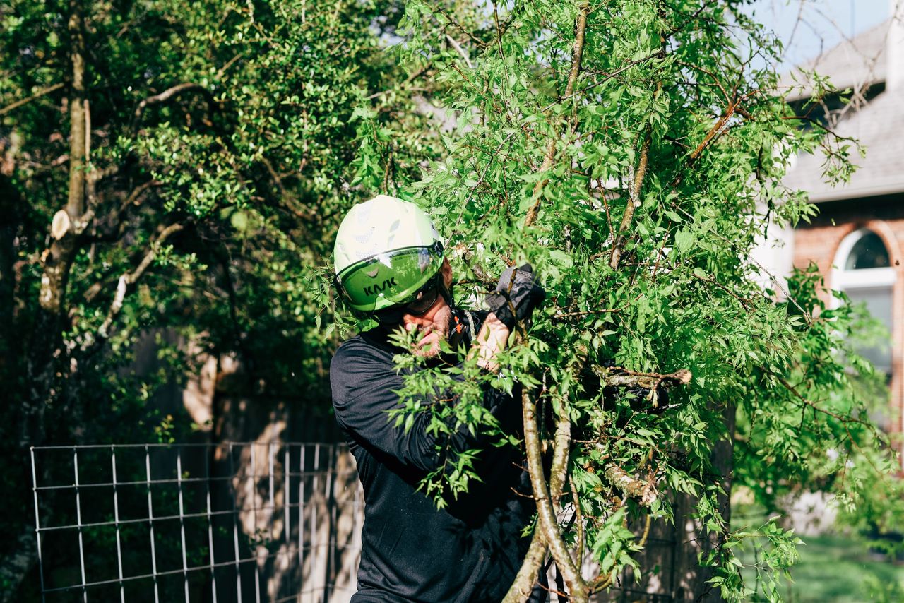 Adam's apple tree service tree rem