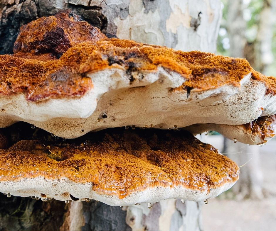 Close-up of fungal growth on a tree trunk, a common sign of tree distress in Austin, Texas. Adam's Apple Tree Service can assess and address tree health issues.