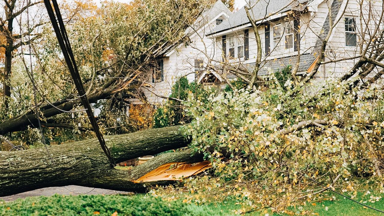 tree service working in Austin TX