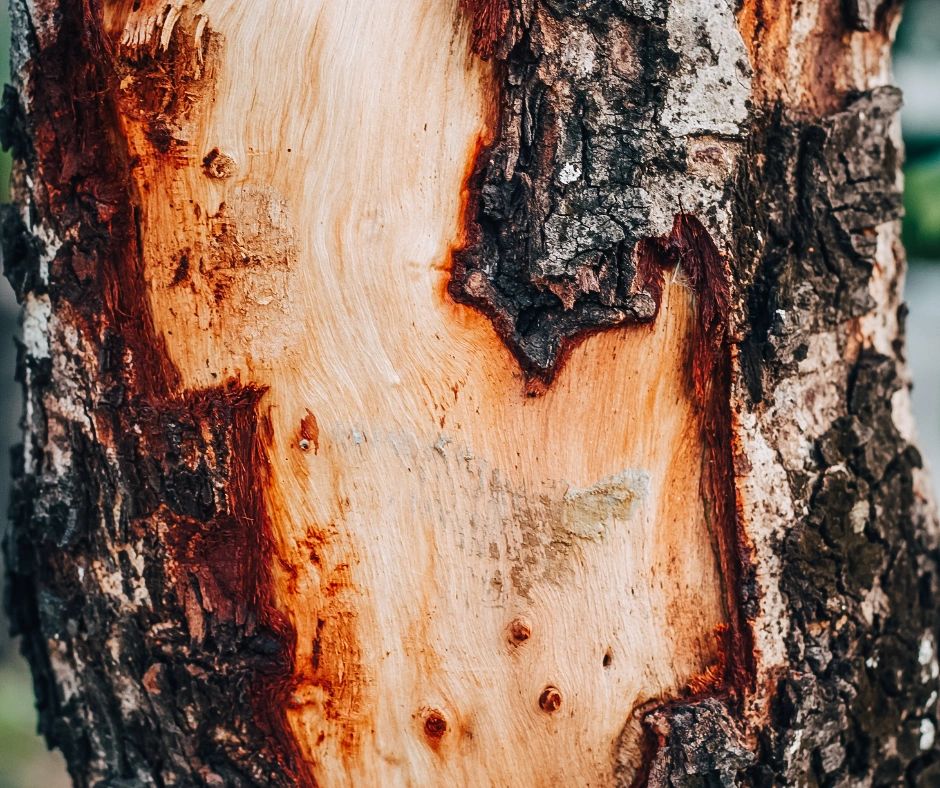 Damaged bark on a tree in Austin, Texas, revealing the inner wood.  This can expose the tree to pests, disease, and environmental stressors.