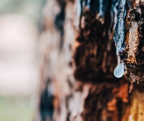  Close-up of sap rot on a tree trunk, a common tree disease in Austin, TX. Tree care experts at Adam's Apple Tree Service can diagnose and treat this issue to prevent further damage.