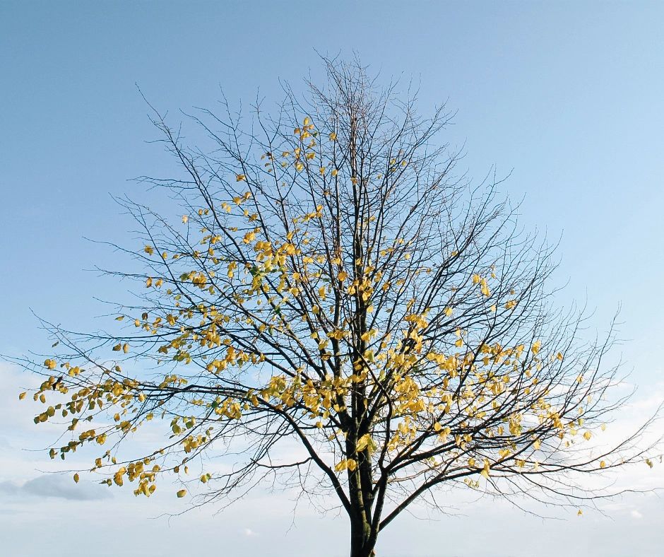 Austin tree with unusual leaf loss, a sign of stress. Adam's Apple Tree Service can help diagnose the problem.