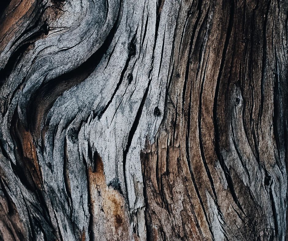 Close-up of healthy, textured bark on a mature cedar tree in Austin, Texas. The bark is a vital protective layer for the tree.
